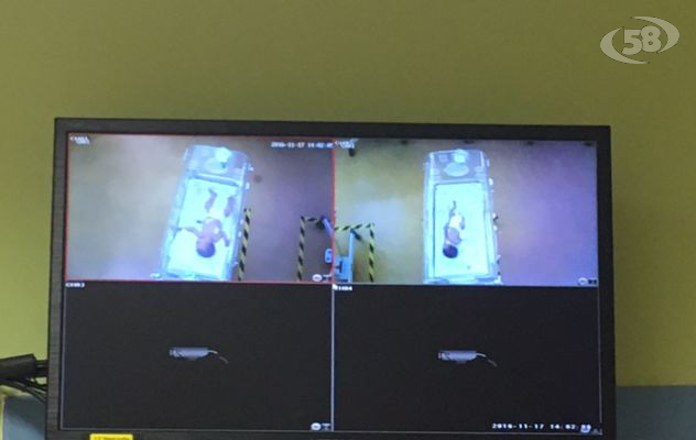 Al Moscati coccole a distanza con la webcam sulle incubatrici