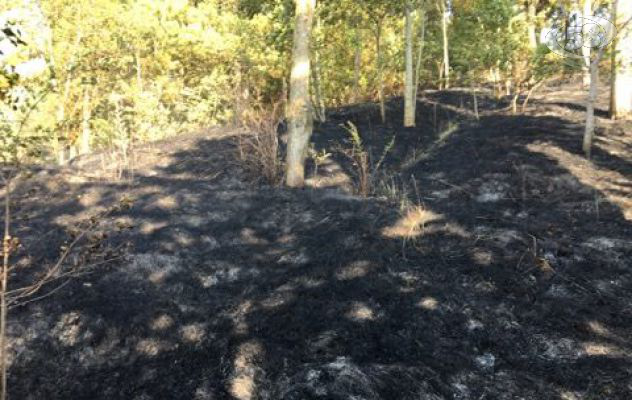 Ariano, fiamme a Camporeale. Distrutto parte del bosco /VIDEO