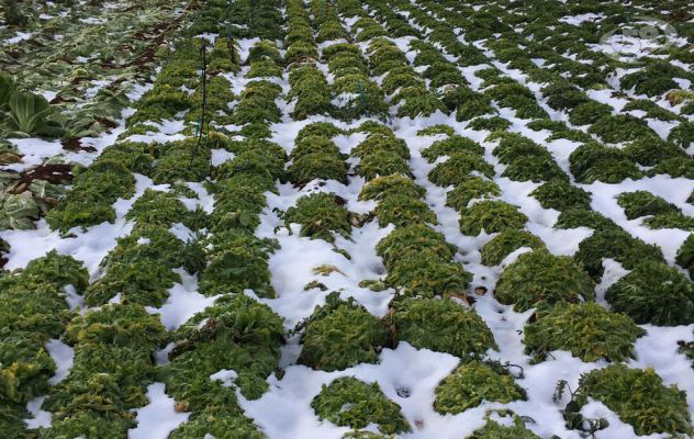 Confagricoltura Campania: ”La neve porta danni a strutture agricole, frutteti e colture ortive”