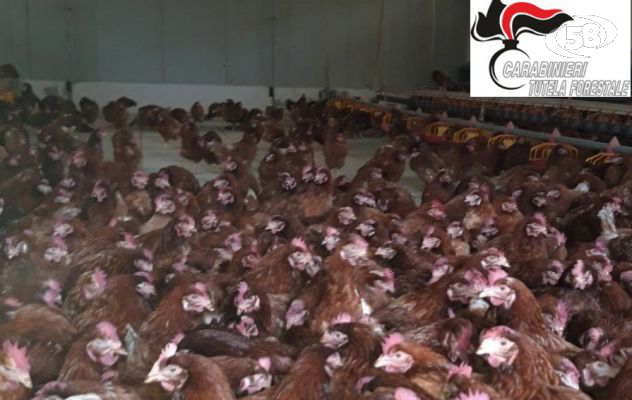 Focolaio di Salmonella in un allevamento, abbattute 1.100 galline e distrutte 54.900 uova