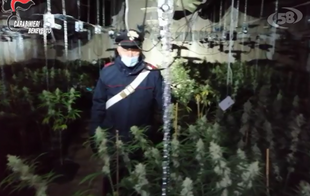 Maxi sequestro di marijuana, scovate in un capannone quasi 2mila piante