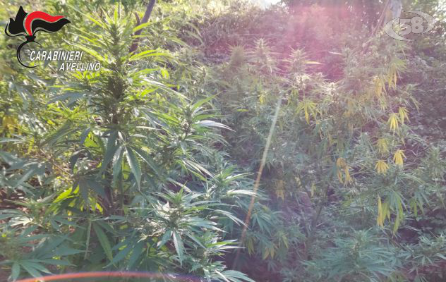 Sequestrate dai carabinieri piante di cannabis per un peso di 80 chili