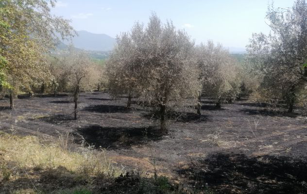 Dà fuoco alla vegetazione con un accendino, danneggiati vigne e oliveti: nei guai un 70enne