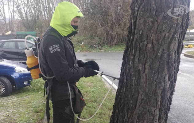 Il Comune di Avellino a lavoro per salvare gli alberi della Bonatti e di Piazza Kennedy