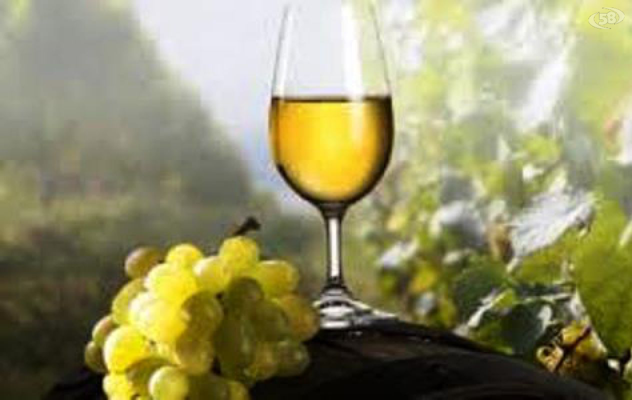 vino vino
