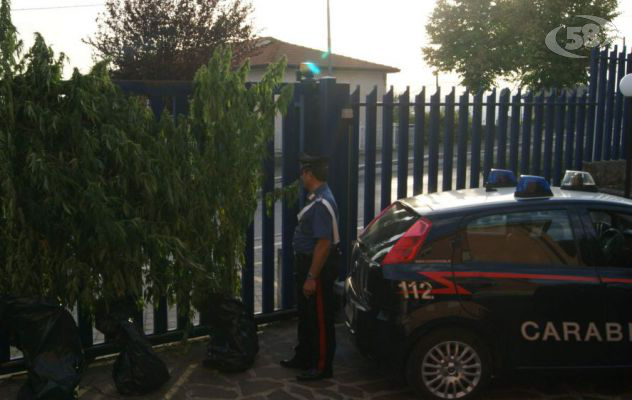 Fontanarosa, coniugi ai domiciliari per coltivazione e produzione di stupefacenti