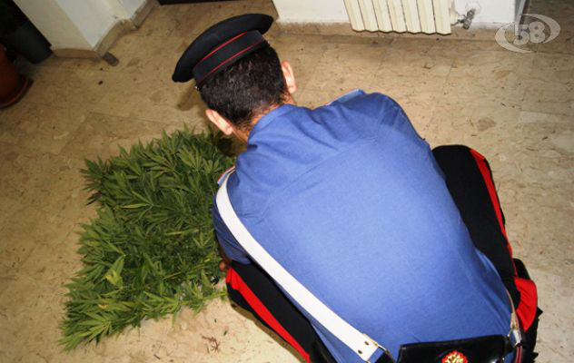 Marijuana nell'orto, scatta la denuncia per un 46enne di Montella