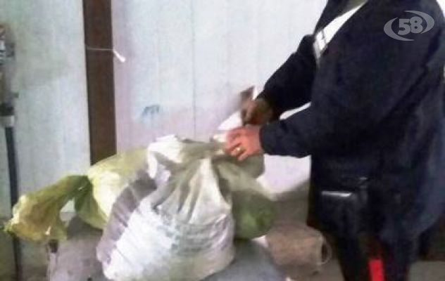 Rubano castagne per rivenderle a Montella, denunciati 5 rumeni