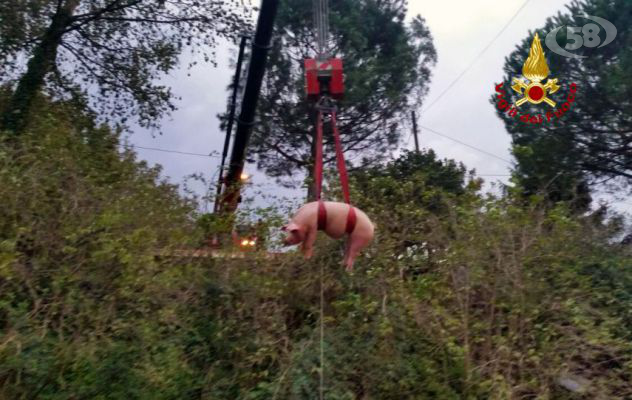 Suino fugge dal recinto e finisce in una scarpata: recuperato dai Vigili