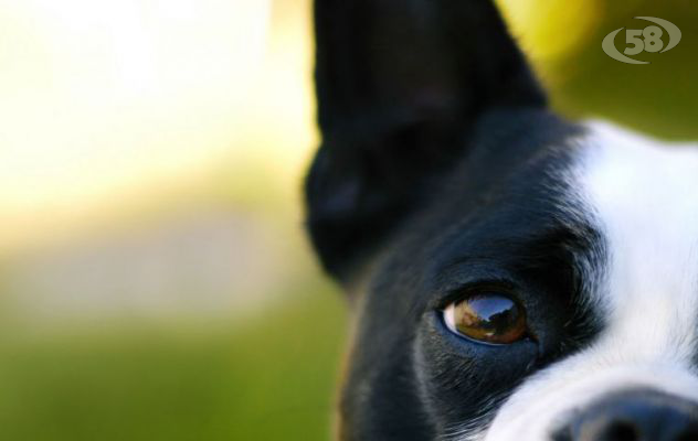 Randagi sul Tricolle, cittadini chiamano l'Asl: trovato cane affetto da rogna
