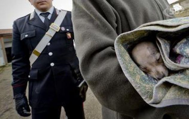 Avvelena e uccide un cane, donna denunciata