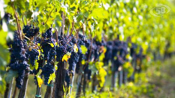 La Regione Campania alla fiera del vino di Parigi, Serluca: una vetrina importante per il settore