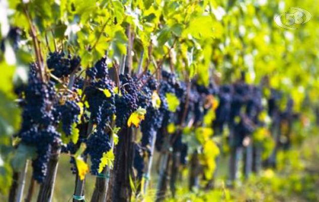 Denominazione vini, Coldiretti: "rischiano di essere scippate"