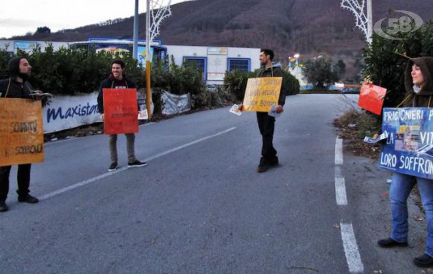 In città arriva il circo, protestano vegani e vegetariani: ''Liberare gli animali dalla schiavitù''