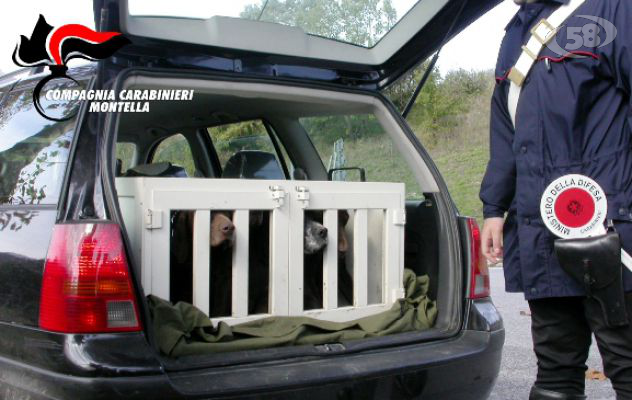 Maltrattamento di animali, nei guai quattro cacciatori