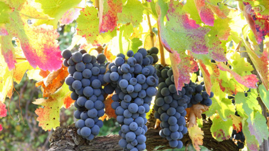 Diventare sommelier, dal 23 novembre al via il nuovo percorso di formazione dell'Ais Avellino