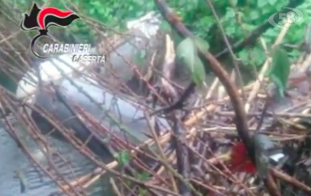 Sversamenti illeciti nel canale Agnena affluente del Volturno/VIDEO