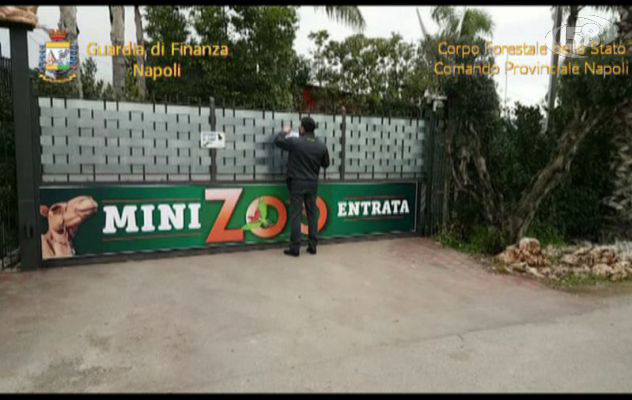 Lama, dromedari, cavalli e pesci: scoperto zoo abusivo/VIDEO