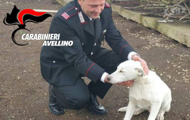 Riduce cane in fin di vita e ne maltratta altri segregandoli in una intercapedine: preso dai Carabinieri
