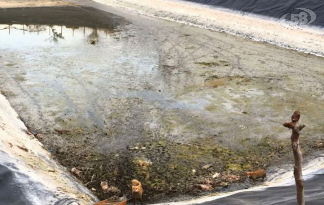 Macabra scoperta ad Ariano, carcasse di animali all'interno di una vasca