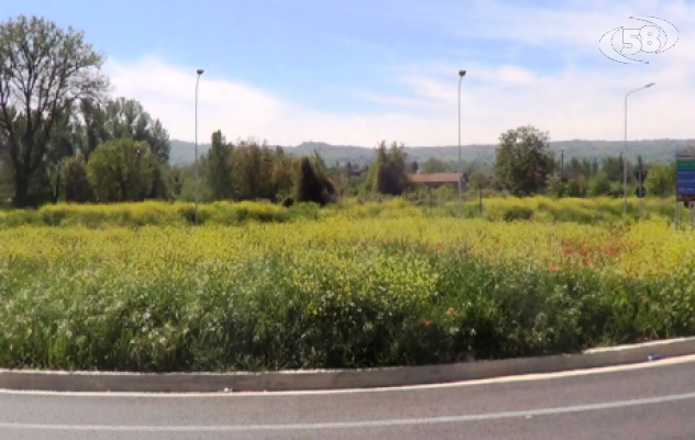 Grottaminarda, la nuova rotonda già invasa dalle erbacce 