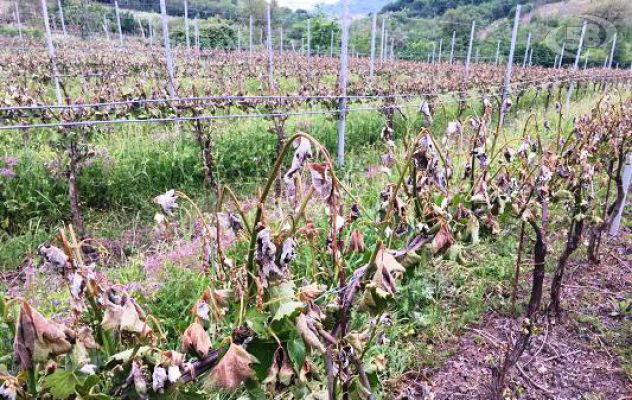 Agricoltura biologica, in Irpinia settore in crescita. Arriva l'ok ai risarcimenti per le gelate di aprile