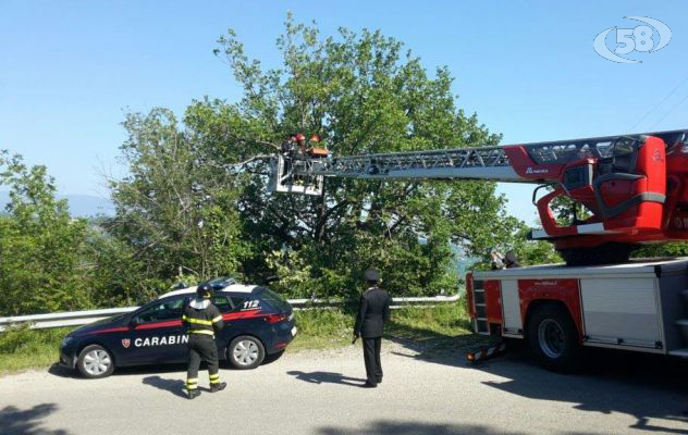 San Nicola Manfredi - Piante di marijuana coltivate su una quercia: sequestrate dai carabinieri