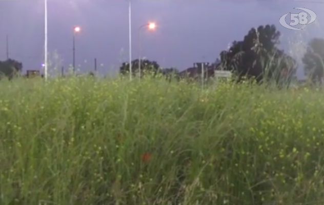 Nuova bretella di Grottaminarda, rotonda invasa da erbacce