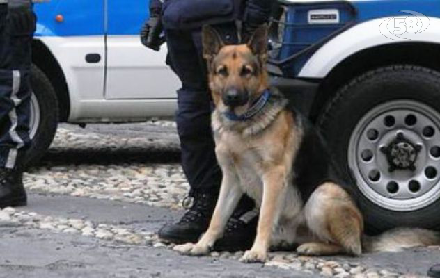 Avellino, chiude il distaccamento unità cinofile