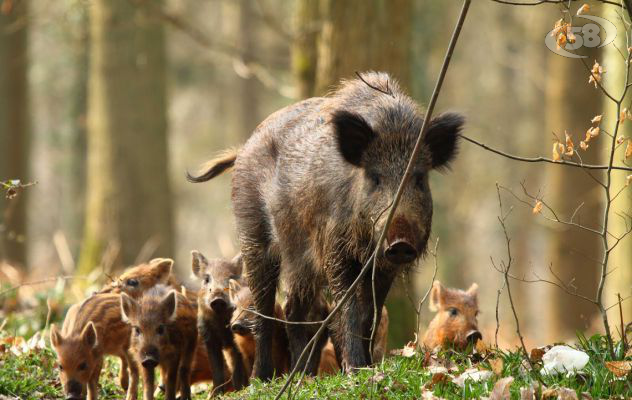 Ufita e Baronia, campi devastati dai cinghiali: è allarme