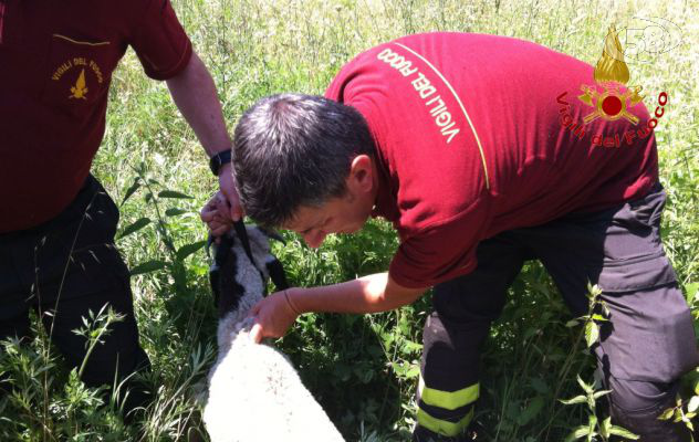 Capretta incastrata in un canale di scolo: salvata dai Vigili del Fuoco