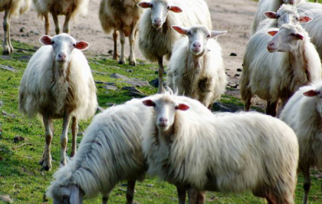Febbre catarrale degli ovini, Petracca: "Subito un tavolo permanente"