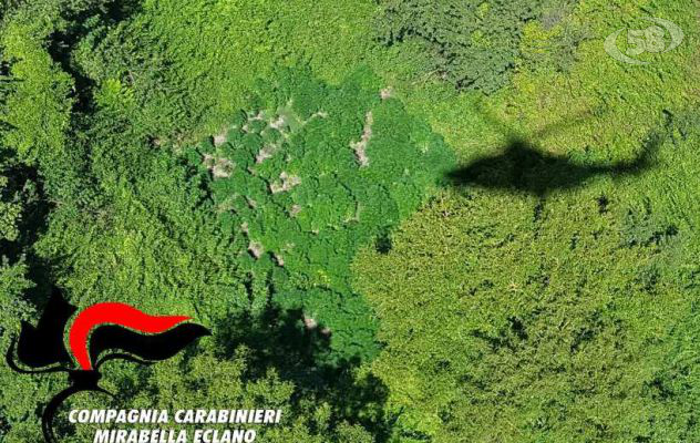 Antidroga, sequestrate centinaia di piante di marijuana / VIDEO