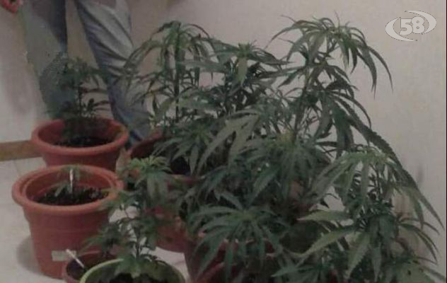 Coltivava marijuana lungo l'Ofanto, arrestato