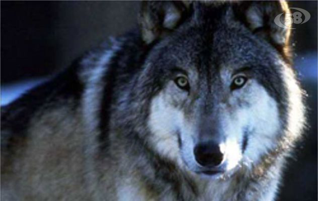 Ricompare il lupo di Savignano: c'è chi giura di averlo visto ad Ariano