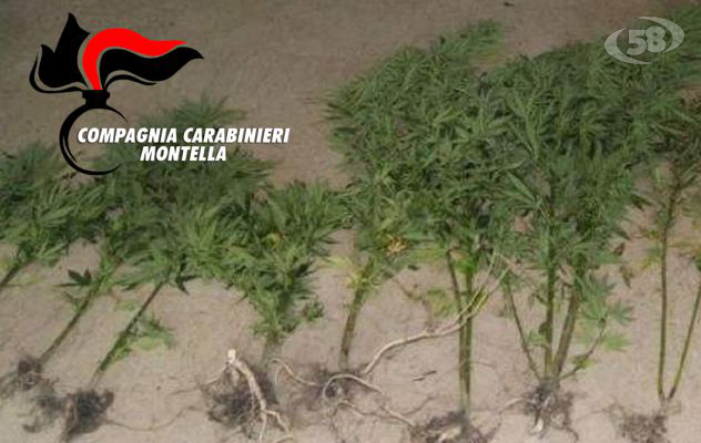 Montella, carabinieri sequestrano altre piante di canapa