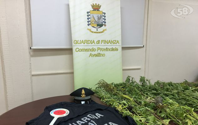 Aiello del Sabato, Finanza scopre 40 piante di canapa