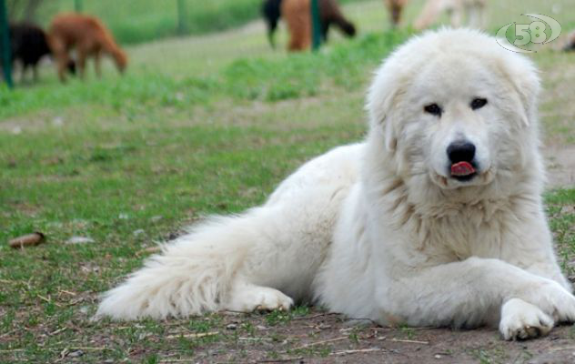 Ariano, due giorni dedicati al pastore maremmano