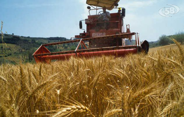  Grano e mais, Masiello: pronti a produrre 2milioni di quintali