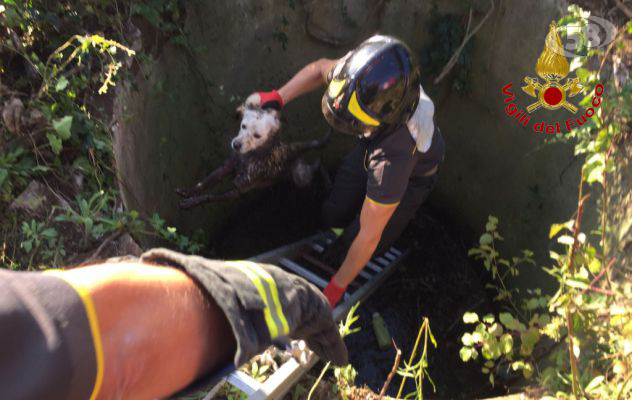 Cane finisce in un pozzo, salvato dai Vigili del Fuoco