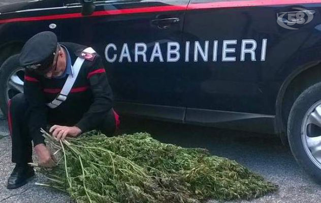 Canapa indiana sequestrata dai Carabinieri