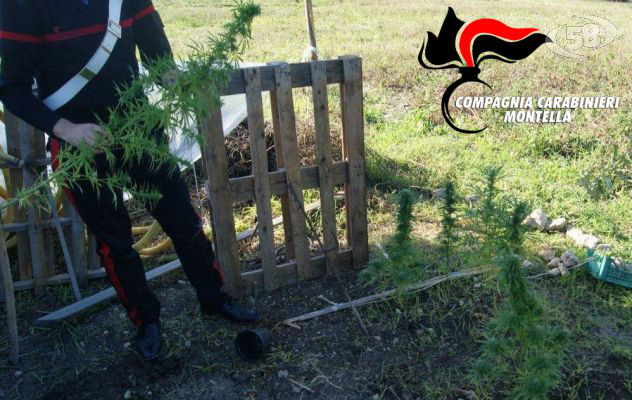 Coltivazione e produzione di canapa, pregiudicato nei guai