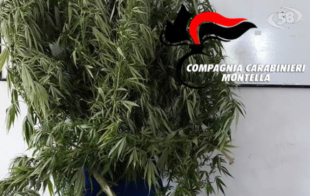 Scoperta piantagione di canapa tra Chiusano e San Mango