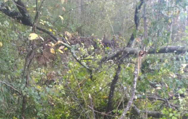 Maltempo - Albero finisce sulla carreggiata, disagi a Montefusco
