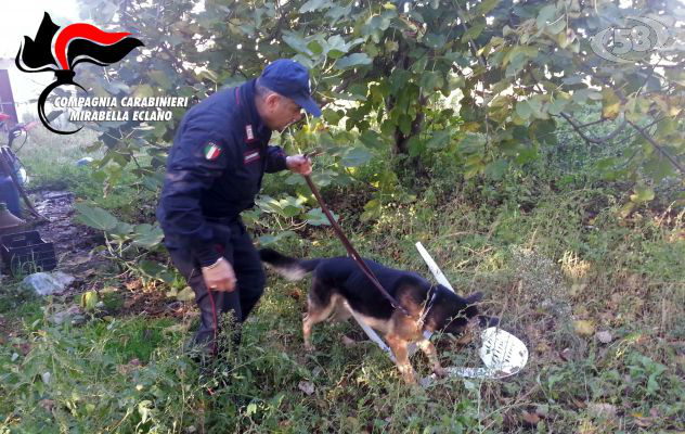 Taurasi, al fiuto di ''Holly'' non sfugge la marijuana nel deposito