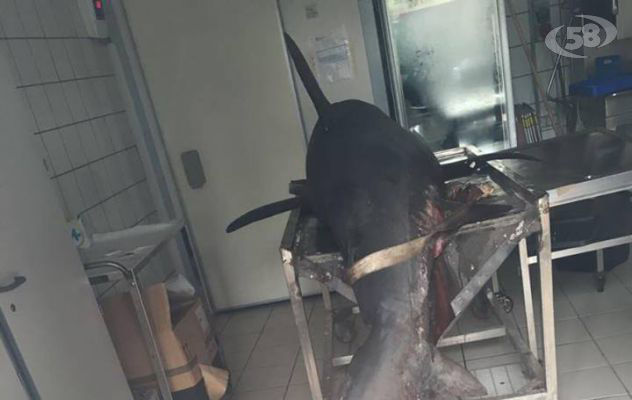 Squalo Volpe di 4 metri pescato a due passi da Castel dell'Ovo