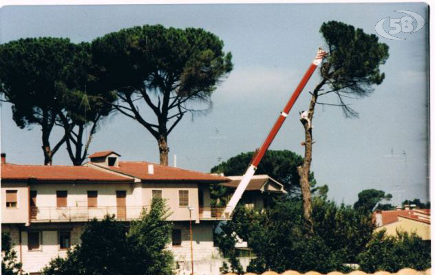 Grottaminarda, corre sul web la polemica per gli alberi abbattuti