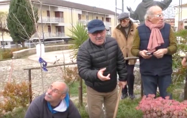 Platani abbattuti, a Mirabella scatta la protesa / VIDEO
