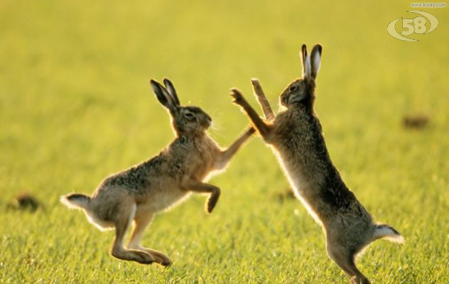 Al via il ripopolamento delle lepri sul territorio irpino