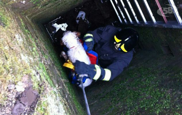 Cane finisce in un pozzo. Recuperato dai Vigili del Fuoco